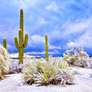 Extreme Cold Events Global Warming Desert Cacti 1.jpg